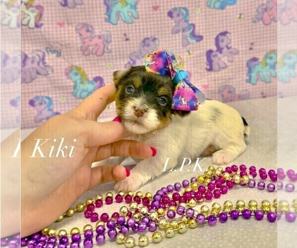 Medium Photo #2 Yorkshire Terrier Puppy For Sale in WINNSBORO, LA, USA