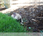 Small Photo #15 French Bulldog Puppy For Sale in LOUISVILLE, CO, USA