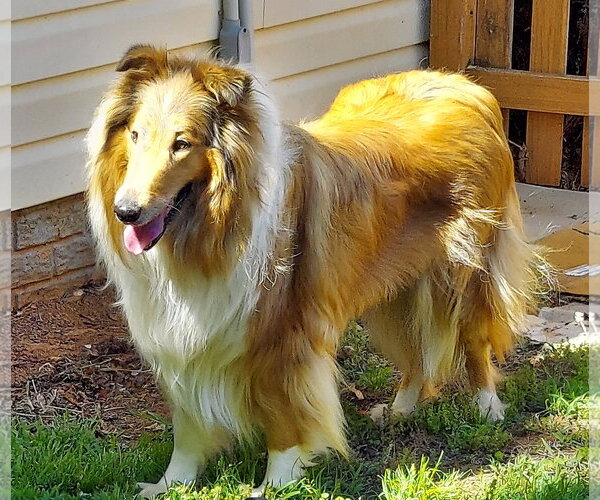 Medium Photo #2 Collie Puppy For Sale in Chantilly, VA, USA
