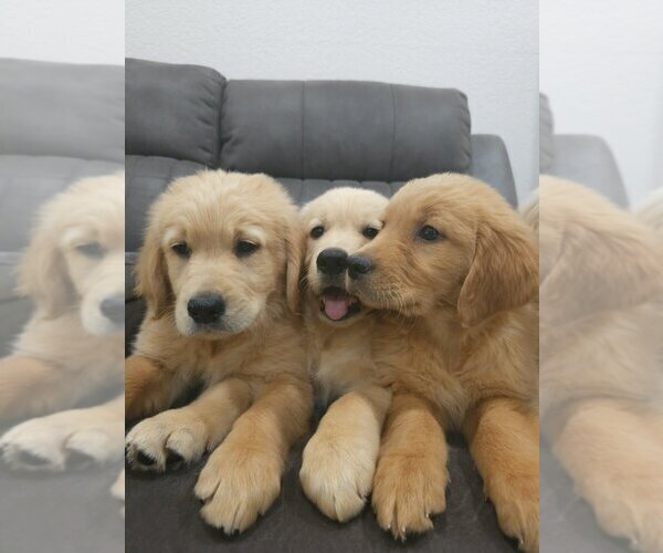 Medium Photo #7 Golden Retriever Puppy For Sale in SACRAMENTO, CA, USA