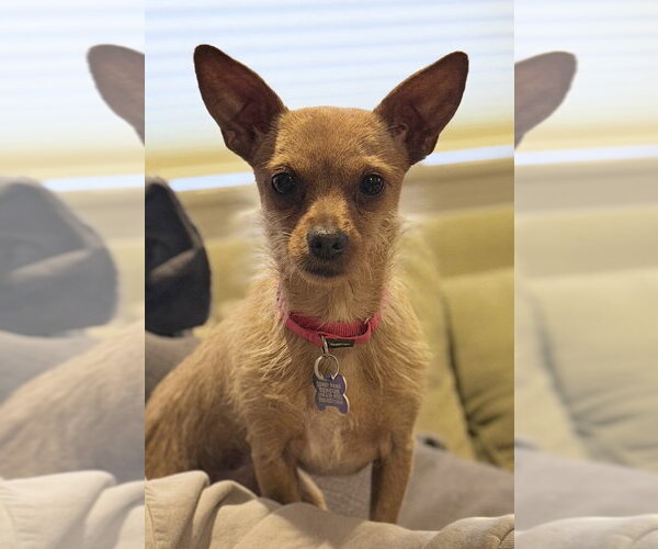Medium Photo #5 Chihuahua Puppy For Sale in Oak Bluffs, MA, USA