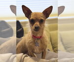 Small #4 Chihuahua