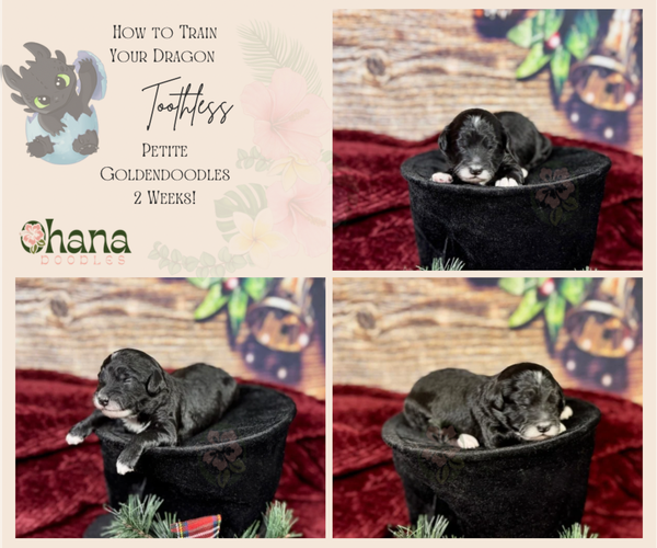 Medium Photo #20 Goldendoodle (Miniature) Puppy For Sale in HALTOM CITY, TX, USA