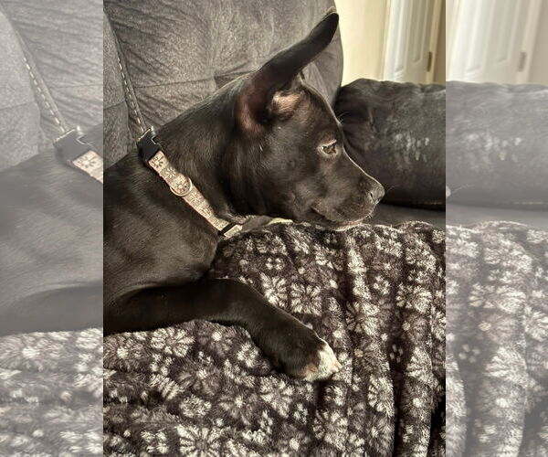 Medium Photo #5 Mutt Puppy For Sale in Germantown, OH, USA