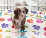 Leo - Male Cockapoo (Toy)-Poodle (Toy) Mix Puppy for Sale - Photo #12