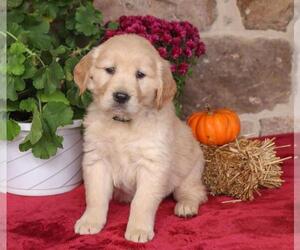 Golden Retriever Puppy for sale in INDEPENDENCE, MO, USA