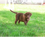 Small #10 Labrador Retriever