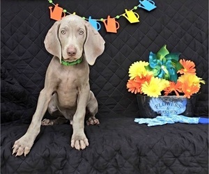 Weimaraner Puppy for sale in NEWCASTLE, OK, USA