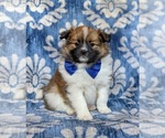 Small Photo #1 Pomeranian Puppy For Sale in KIRKWOOD, PA, USA