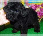 Small Photo #4 Poodle (Toy) Puppy For Sale in HAMMOND, IN, USA