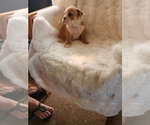 Small Photo #11 English Bulldog Puppy For Sale in ALBUQUERQUE, NM, USA