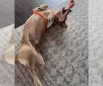 Small #6 Retriever  Mix