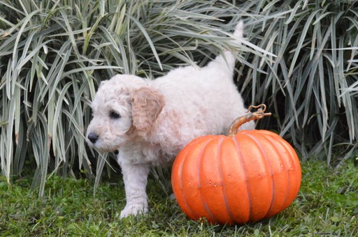 Medium Photo #4 Goldendoodle Puppy For Sale in DOWLING PARK, FL, USA