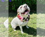 Small #7 American Pit Bull Terrier Mix