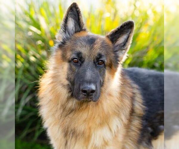 Medium Photo #1 German Shepherd Dog Puppy For Sale in Camarillo, CA, USA