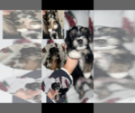 Puppy 2 Maltipoo-Yorkshire Terrier Mix