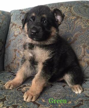 Medium Photo #16 German Shepherd Dog Puppy For Sale in COLETA, IL, USA