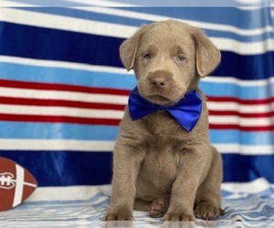 Labrador Retriever Puppy for sale in LANCASTER, PA, USA