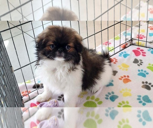Medium Photo #11 Japanese Chin Puppy For Sale in ORO VALLEY, AZ, USA