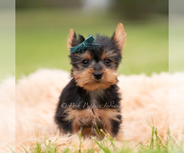 Medium Photo #21 Yorkshire Terrier Puppy For Sale in WARSAW, IN, USA