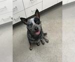Small Mutt