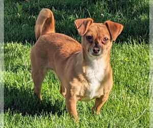 Chihuahua-Unknown Mix Dogs for adoption in Aurora, CO, USA