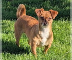 Small Chihuahua Mix