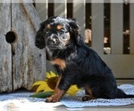 Small #5 Cavapoo