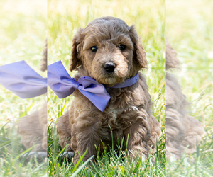 Goldendoodle (Miniature) Puppy for sale in ROY, UT, USA