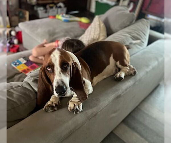 Medium Photo #2 Basset Hound Puppy For Sale in Petaluma, CA, USA