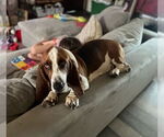 Small #1 Basset Hound