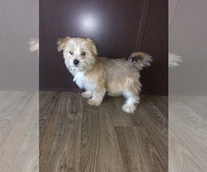 Yorkshire Terrier Puppy for sale in LAPEER, MI, USA