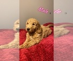 Small Photo #8 Goldendoodle Puppy For Sale in NORTH VERNON, IN, USA