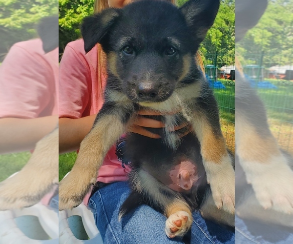 Medium Photo #3 Alaskan Malamute-German Shepherd Dog Mix Puppy For Sale in LANCASTER, OH, USA