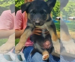 Puppy Lil Miss Alaskan Malamute-German Shepherd Dog Mix