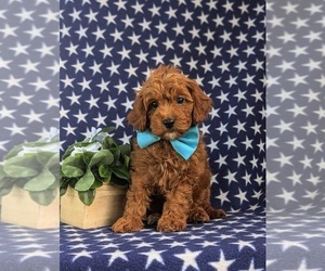 Goldendoodle Puppy for sale in GLEN ROCK, PA, USA