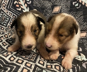 Shetland Sheepdog Puppy for sale in VINCENNES, IN, USA