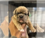 Small #5 French Bulldog-Olde English Bulldogge Mix
