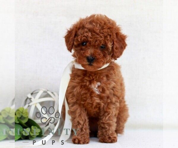 Medium Photo #4 Cavapoo (Miniature) Puppy For Sale in NEWMANSTOWN, PA, USA