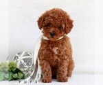 Small #3 Cavapoo (Miniature)