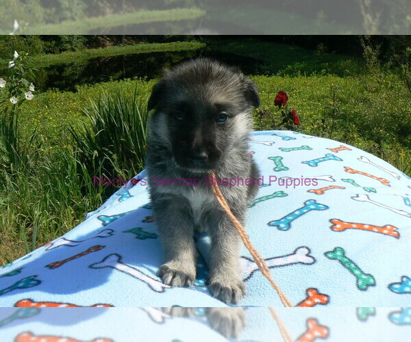 Medium Photo #4 German Shepherd Dog Puppy For Sale in PIEDMONT, MO, USA