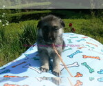 Small #3 German Shepherd Dog