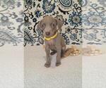 Small Photo #18 Weimaraner Puppy For Sale in LEWISBURG, KY, USA