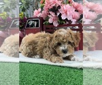 Small #6 Poodle (Toy)