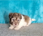 Small Photo #11 Havanese Puppy For Sale in SHAWNEE, OK, USA