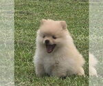 Small #2 Pomeranian
