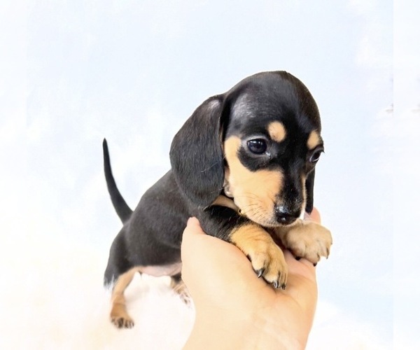 Medium Photo #5 Dachshund Puppy For Sale in DAVIS, CA, USA