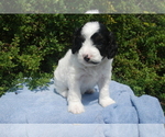 Small Photo #4 Cavapoo Puppy For Sale in HADLEY, PA, USA