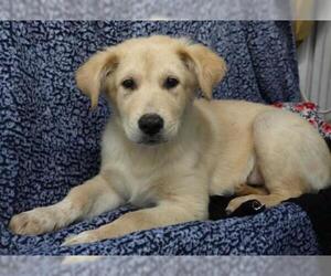 Sheprador Dogs for adoption in Minneapolis, MN, USA