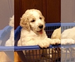 Small Photo #1 Goldendoodle-Poodle (Standard) Mix Puppy For Sale in BATON ROUGE, LA, USA